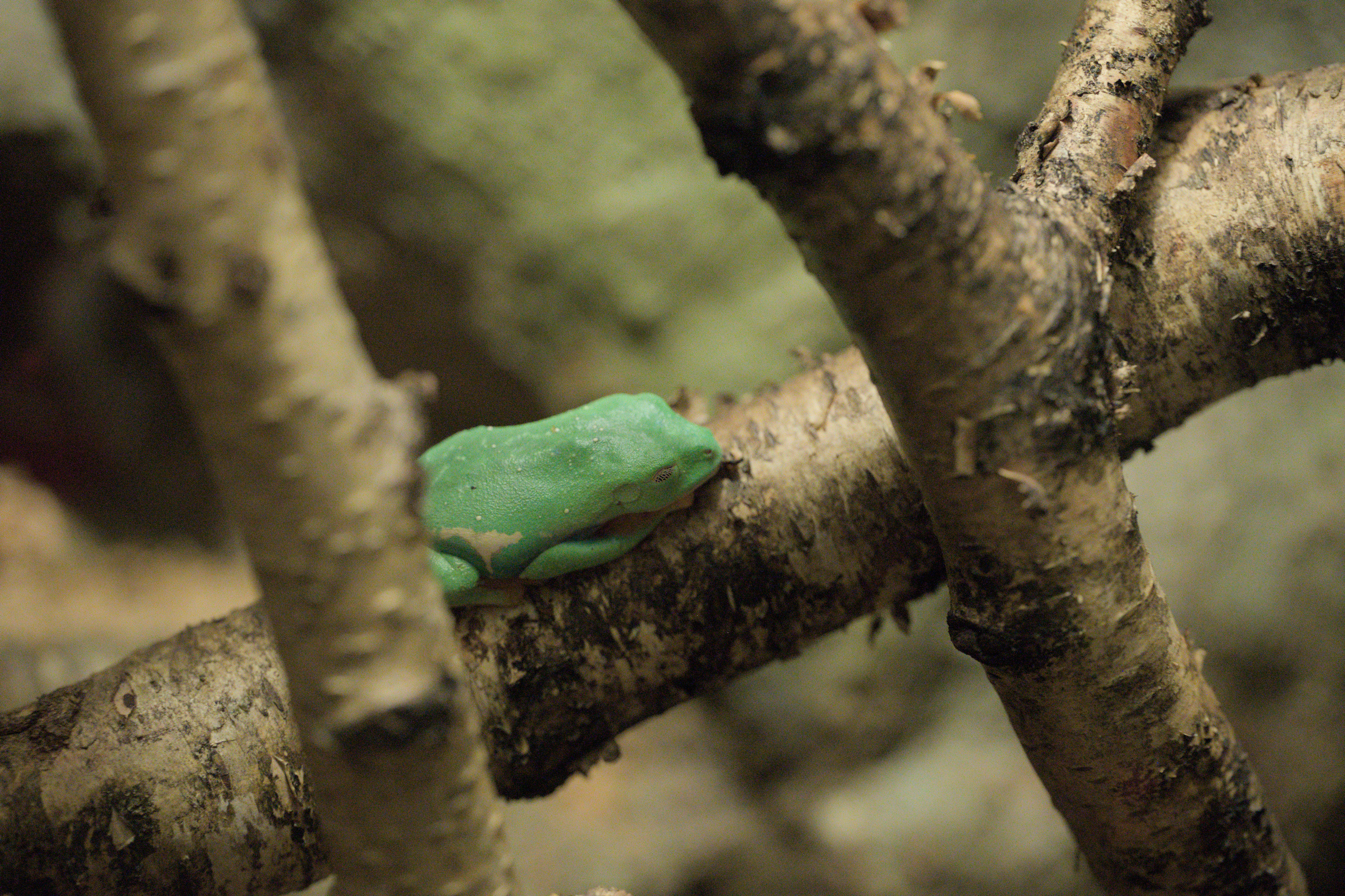 2025/10/12 - zoo/DSC_0249.jpg